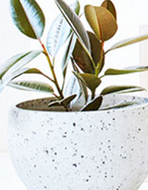 product image of a plant