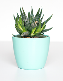 product image of a plant